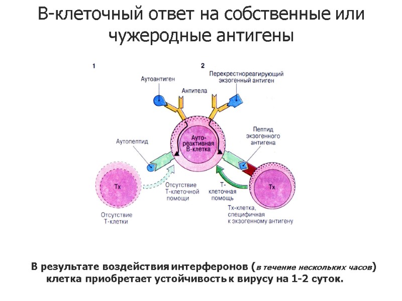 В результате воздействия интерферонов (в течение нескольких часов) клетка приобретает устойчивость к вирусу на